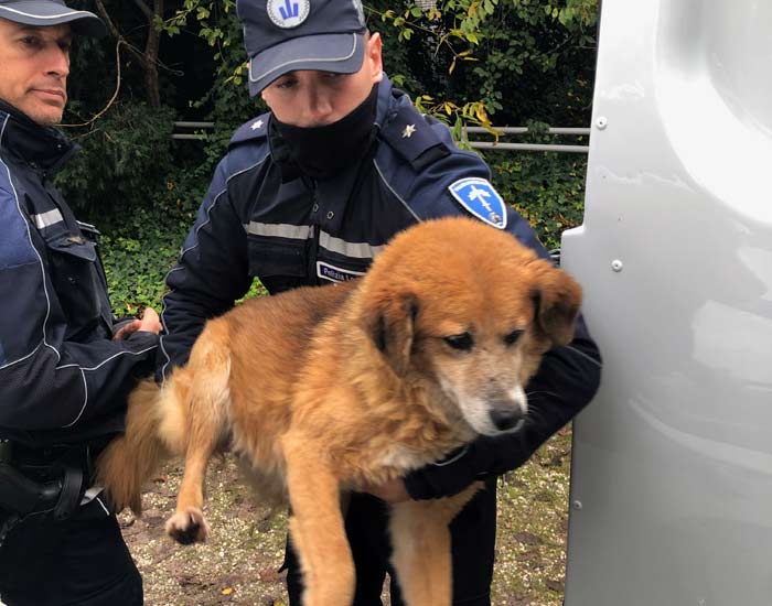 Dalla Polizia Locale dell’Unione dei Comuni dell’Appennino Reggiano una colonna mobile in aiuto al canile di Castelnovo Sotto